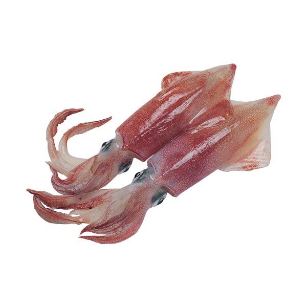 Squid